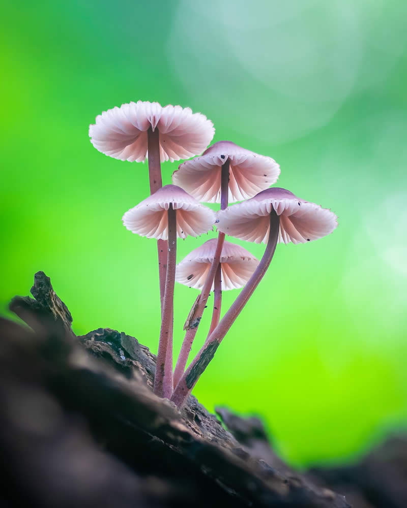 Macro Photography of Mushrooms and Fungi by Riley Loew