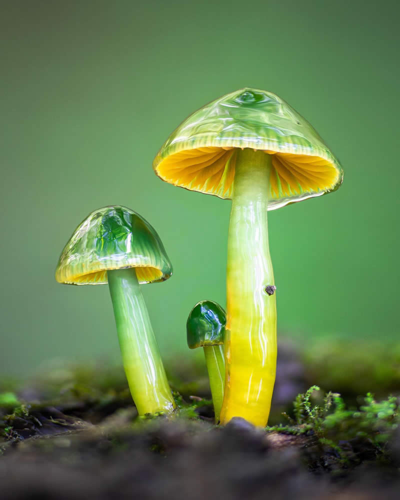 Macro Photography of Mushrooms and Fungi by Riley Loew