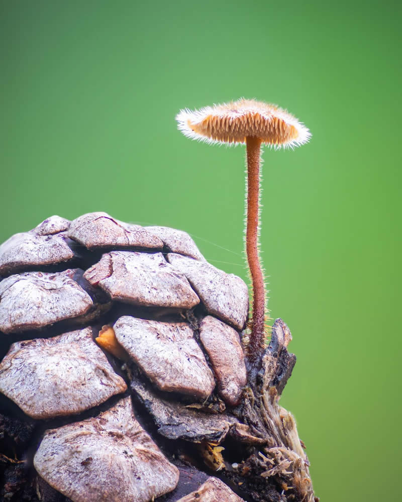 Macro Photography of Mushrooms and Fungi by Riley Loew