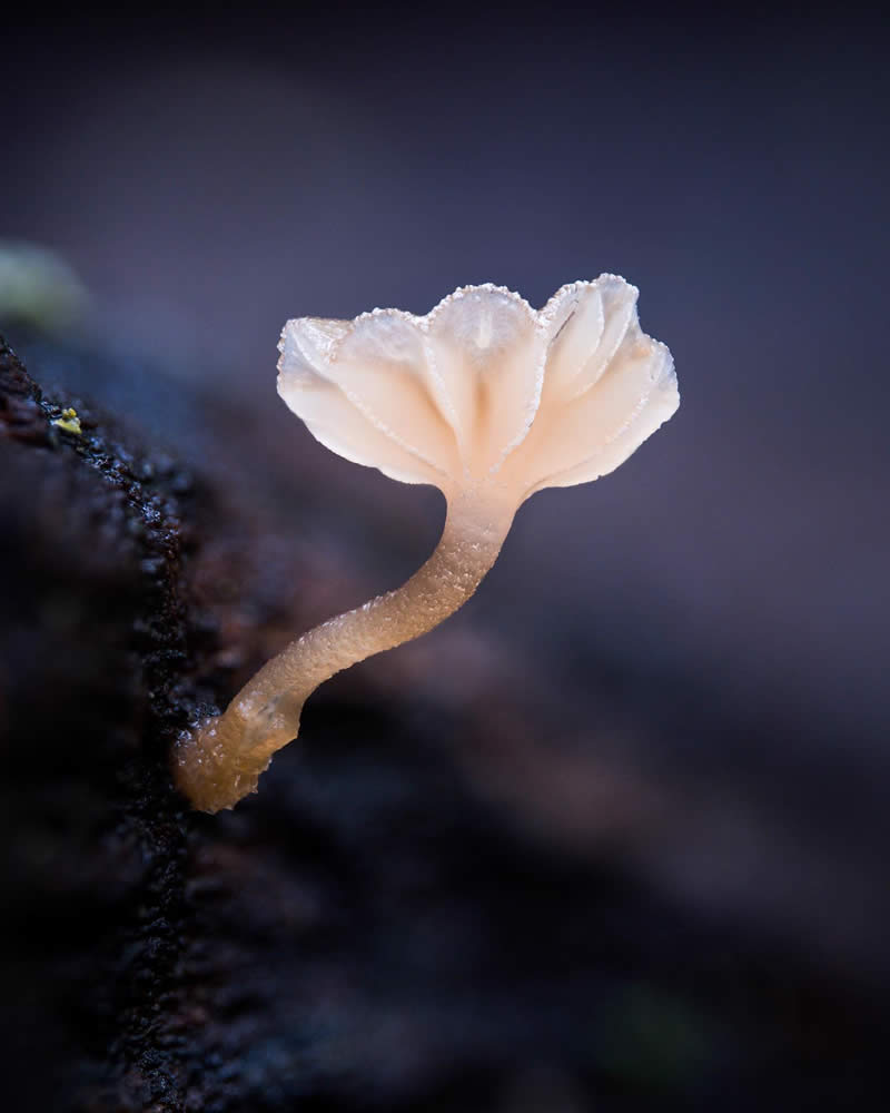 Macro Photography of Mushrooms and Fungi by Riley Loew