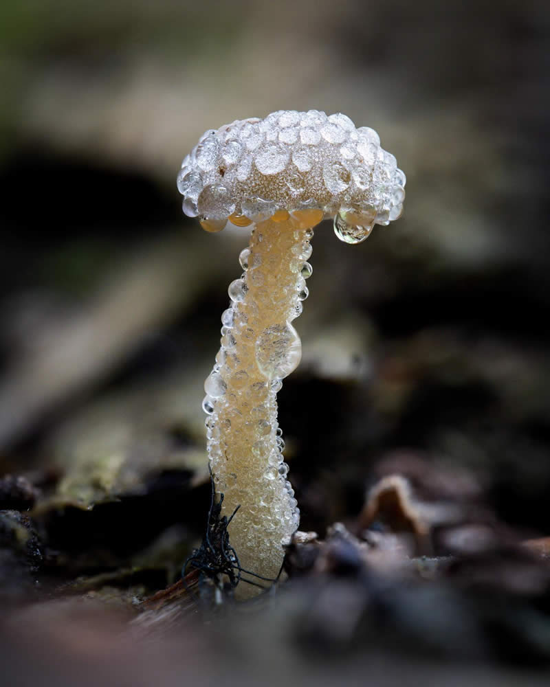 Macro Photography of Mushrooms and Fungi by Riley Loew