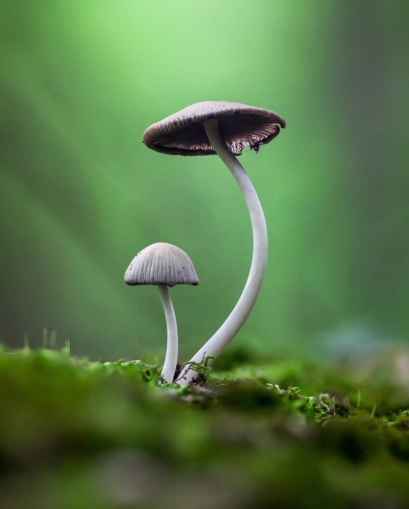 Macro Photography of Mushrooms and Fungi by Riley Loew