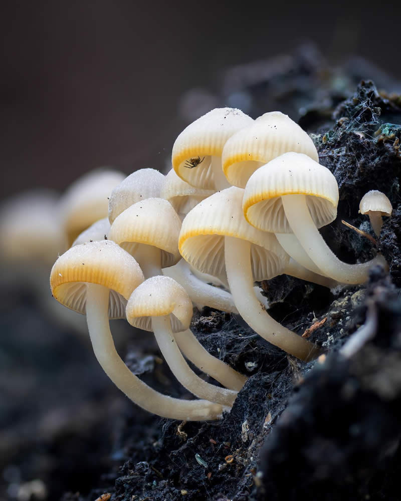 Macro Photography of Mushrooms and Fungi by Riley Loew