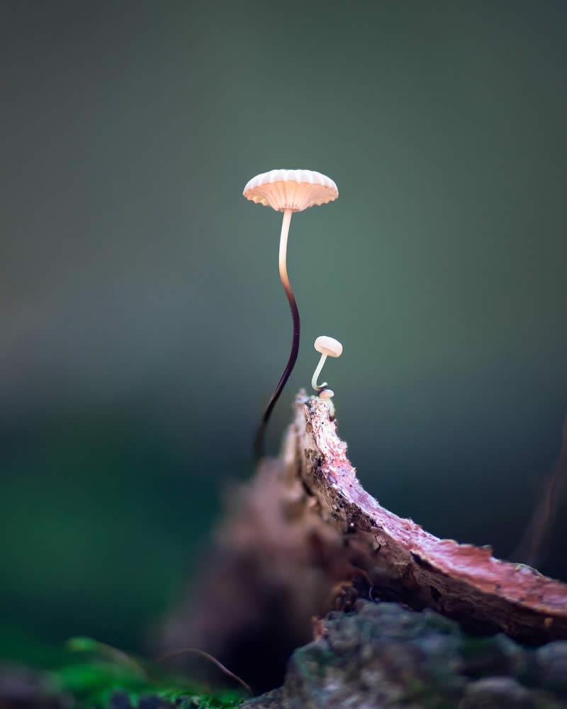 Macro Photography of Mushrooms and Fungi by Riley Loew