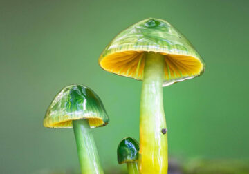 Macro Photography of Mushrooms and Fungi by Riley Loew