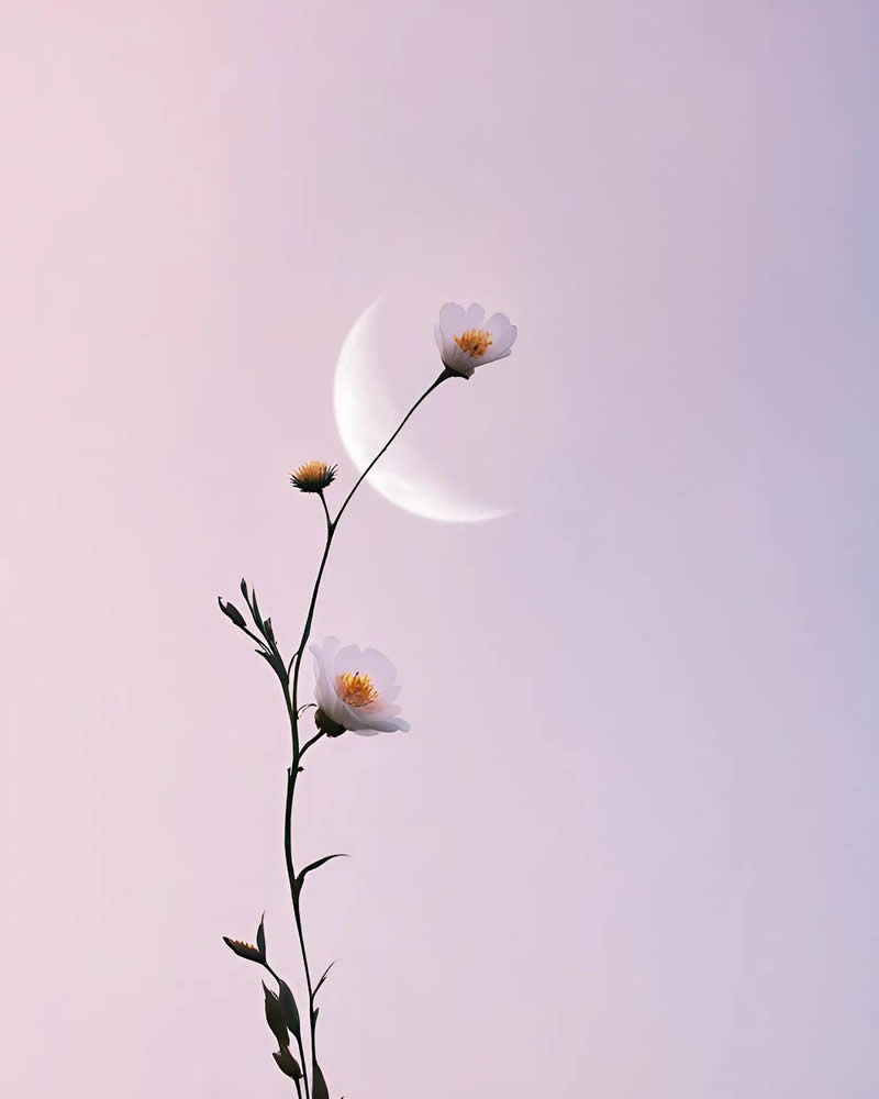 Minimalism Flower Nature Photography by Sara