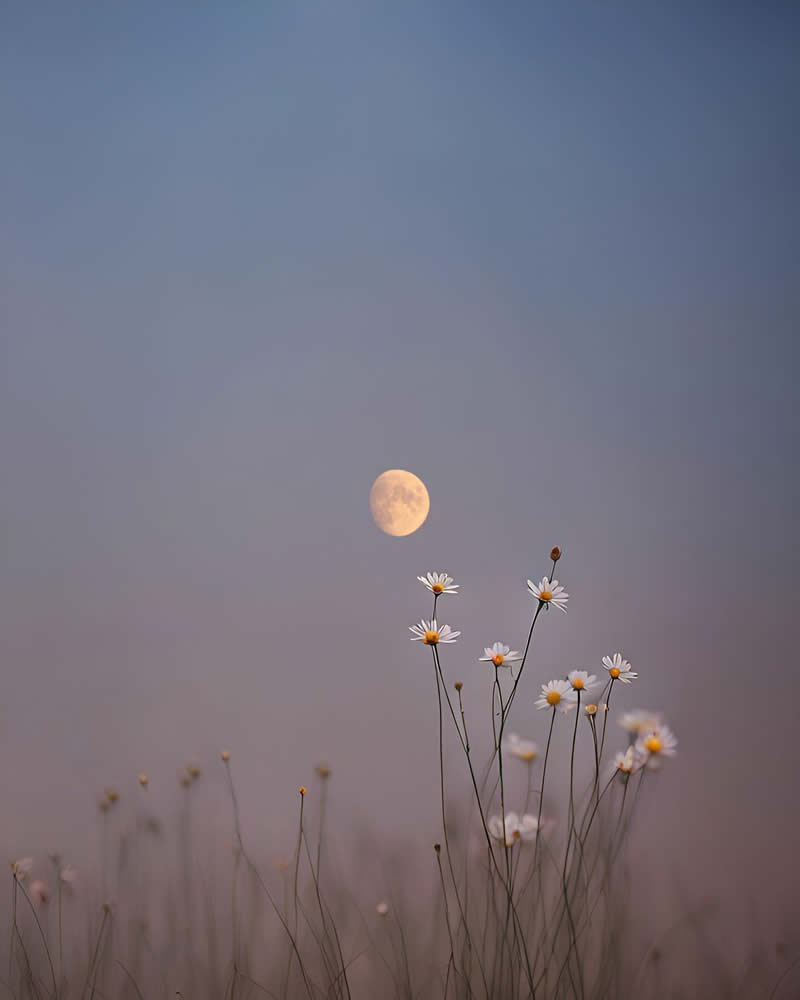 Minimalism Flower Nature Photography by Sara