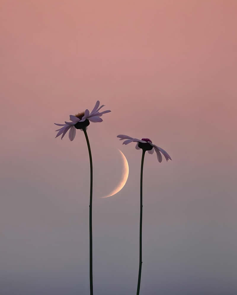 Minimalism Flower Nature Photography by Sara