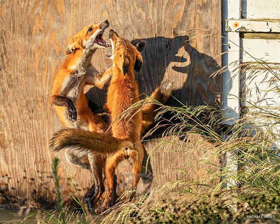 2024 National Wildlife Photo Contest Winners