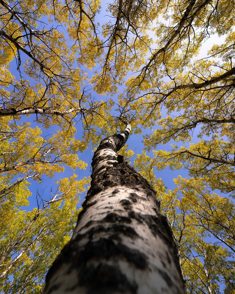 Canada Nature and Wildlife Photography by Alan Poelman