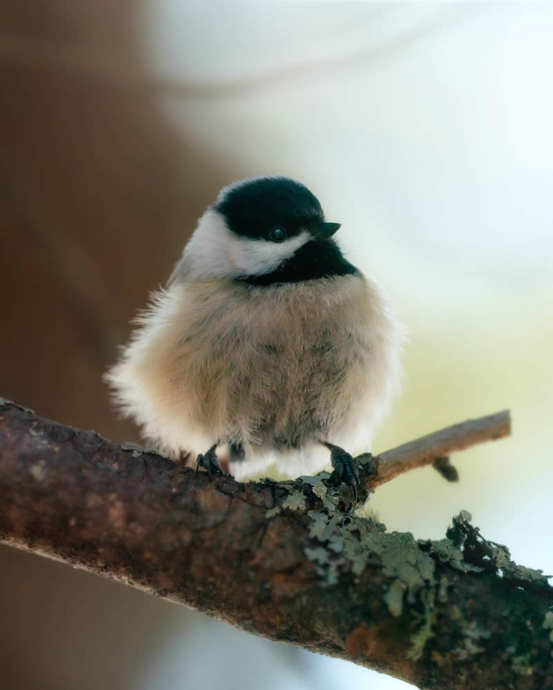 Canada Nature and Wildlife Photography by Alan Poelman