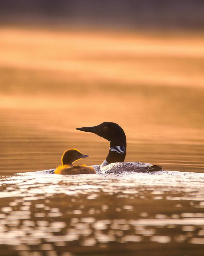 Canada Nature and Wildlife Photography by Alan Poelman