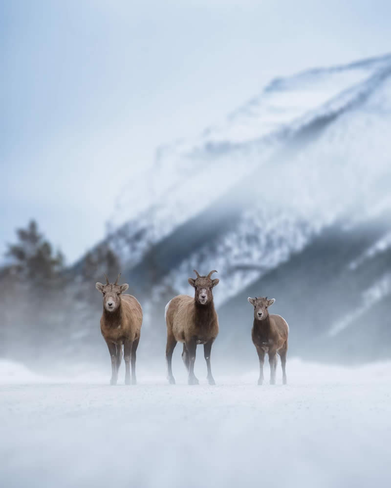 Canada Nature and Wildlife Photography by Alan Poelman