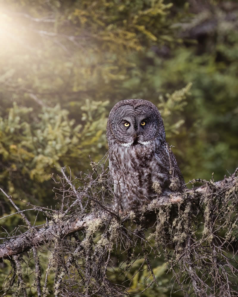 Canada Nature and Wildlife Photography by Alan Poelman