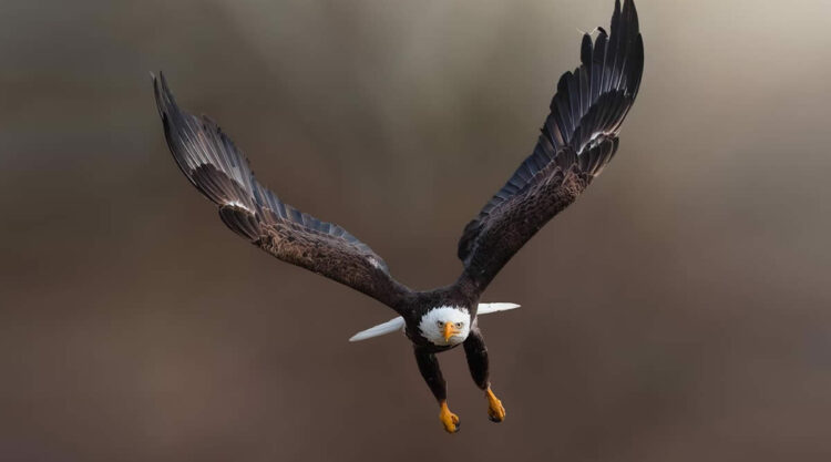 Canada Nature and Wildlife Photography by Alan Poelman