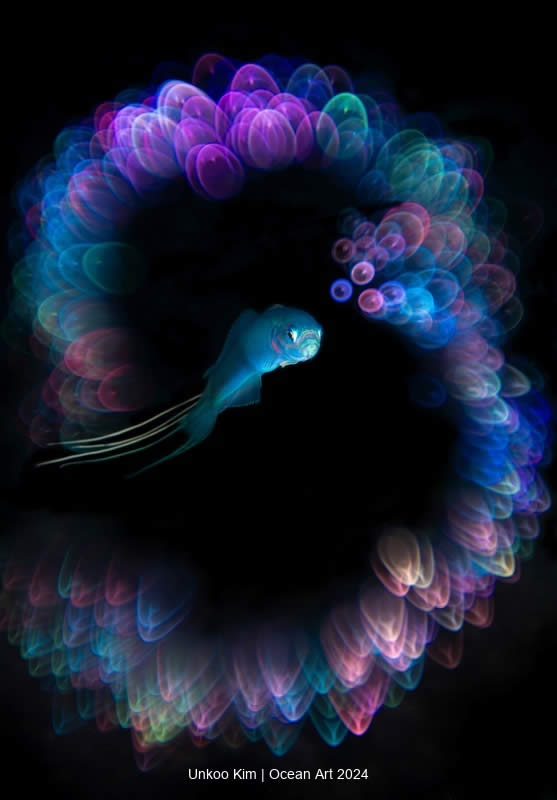 Ocean Art Underwater Photo Contest 2024  Winners