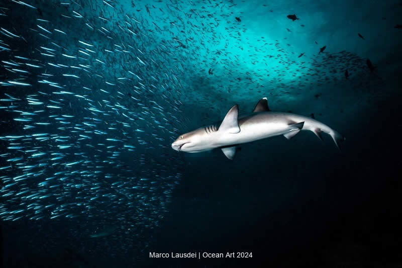 Ocean Art Underwater Photo Contest 2024  Winners