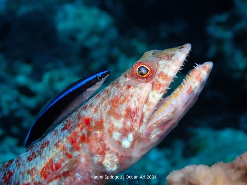 Ocean Art Underwater Photo Contest 2024  Winners