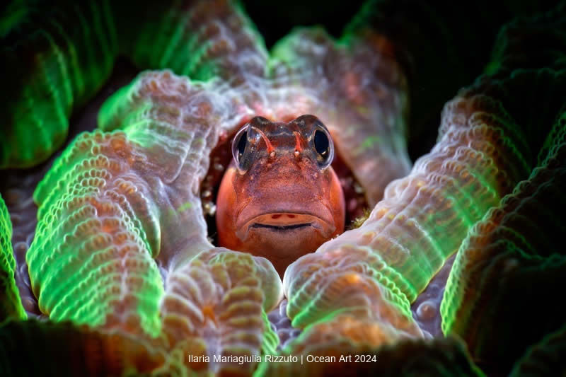 Ocean Art Underwater Photo Contest 2024 Best Photos