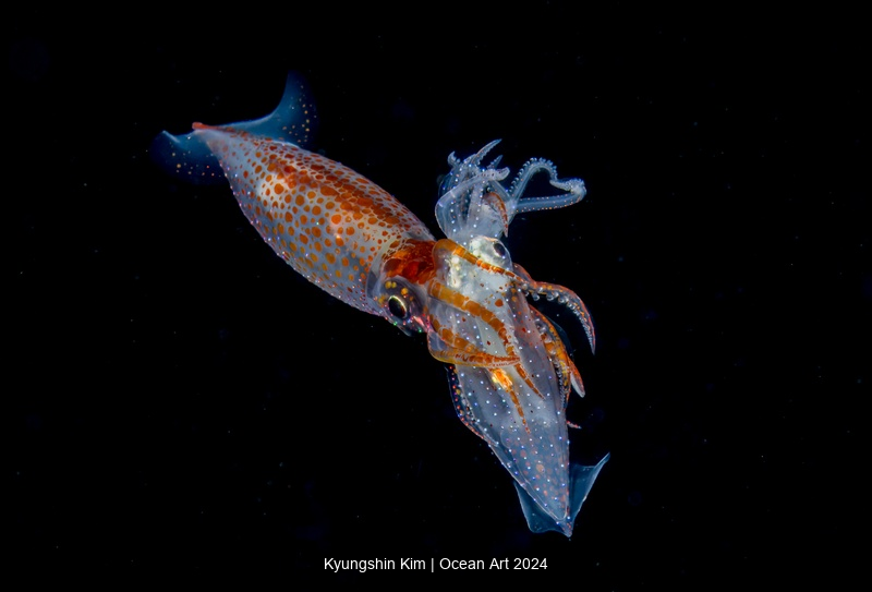 Ocean Art Underwater Photo Contest 2024 Best Photos