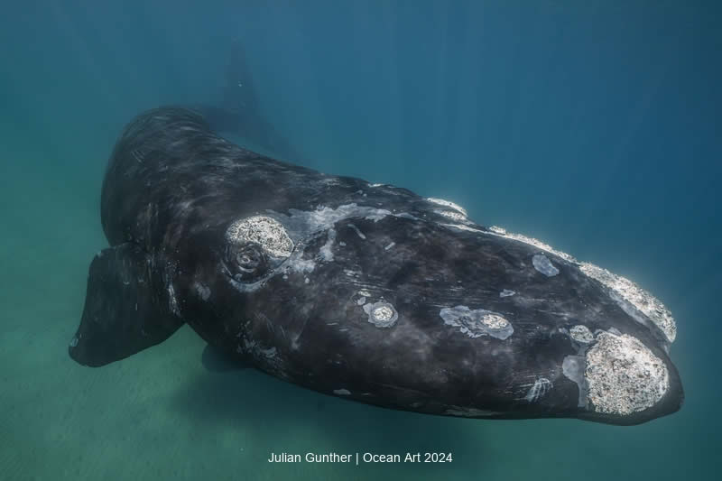 Ocean Art Underwater Photo Contest 2024 Best Photos