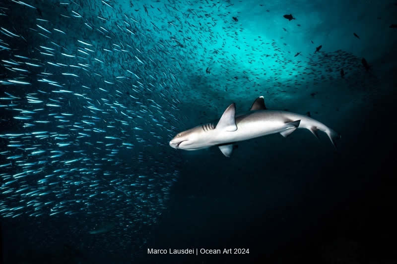 Ocean Art Underwater Photo Contest 2024 Best Photos