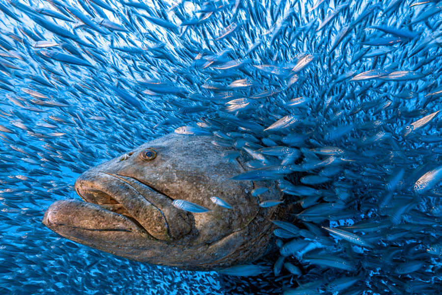 2024 OurNature Environmental Photography Awards