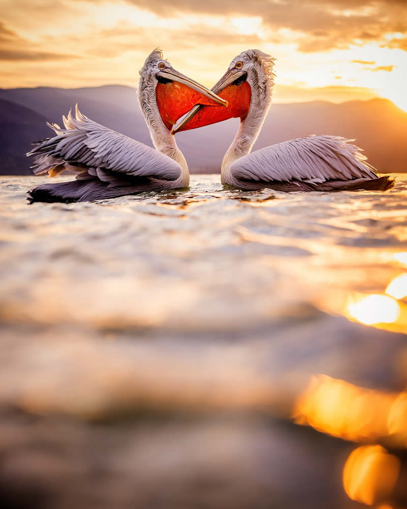 Pelican Bird Photography by Sean Weekly