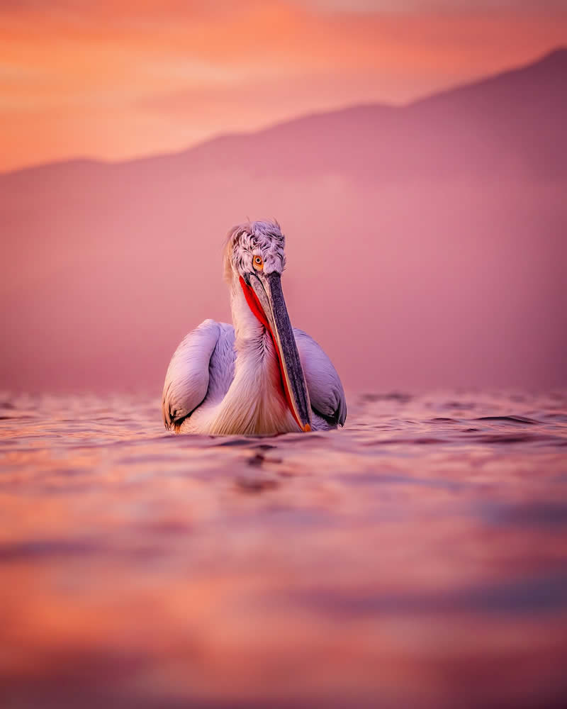 Pelican Bird Photography by Sean Weekly