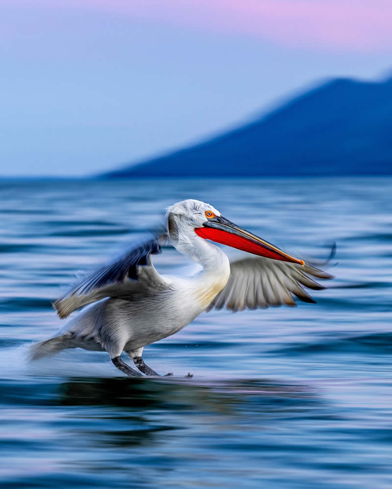 Pelican Bird Photography by Sean Weekly