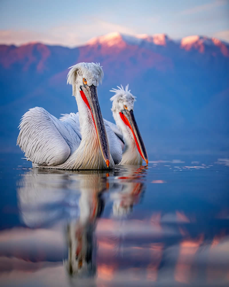 Pelican Bird Photography by Sean Weekly