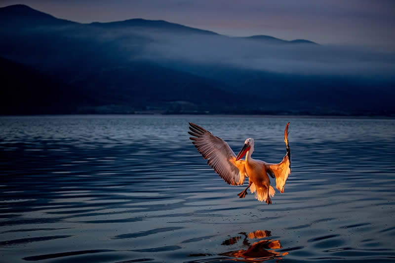 Pelican Bird Photography by Sean Weekly