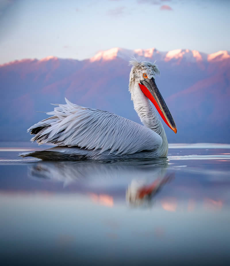 Pelican Bird Photography by Sean Weekly