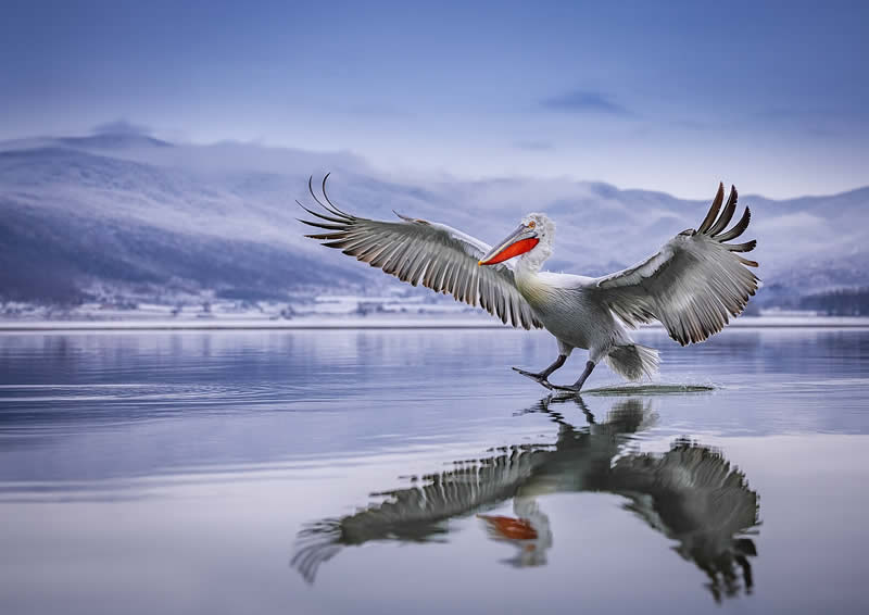 Pelican Bird Photography by Sean Weekly