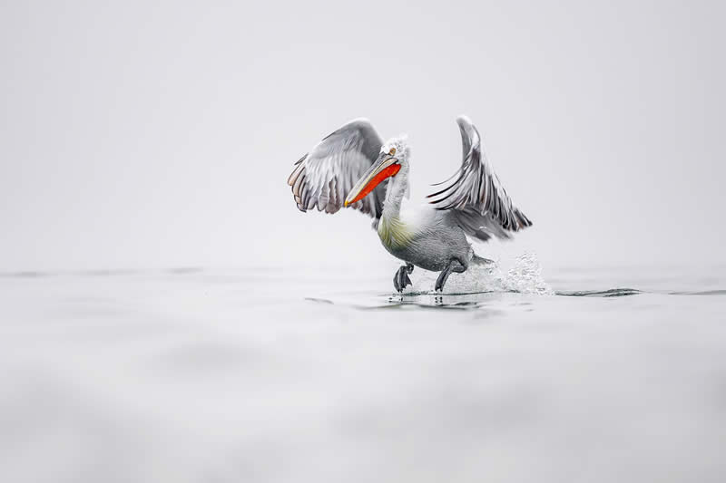 Pelican Bird Photography by Sean Weekly