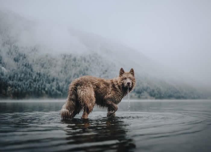 International Pet Photographer of the Year Awards 2024 Winners