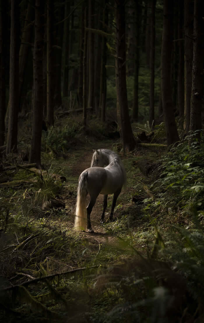 International Pet Photographer of the Year Awards 2024 Winners