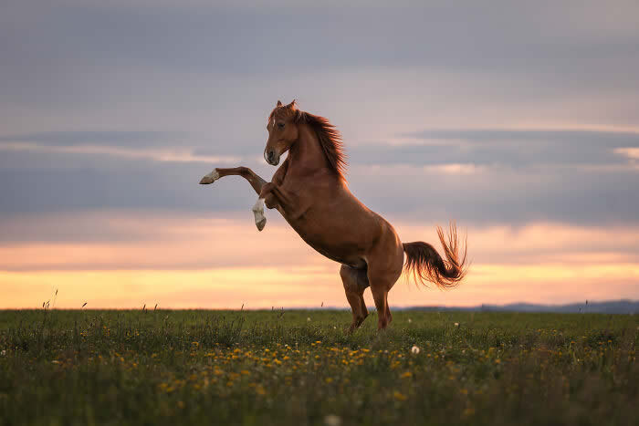 International Pet Photographer of the Year Awards 2024 Winners