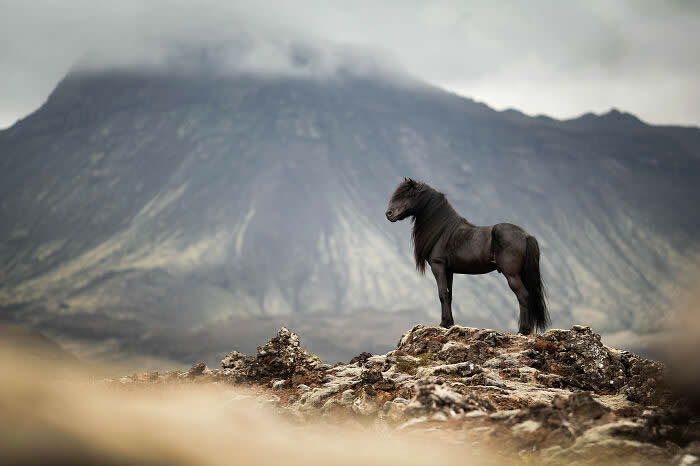 International Pet Photographer of the Year Awards 2024 Winners