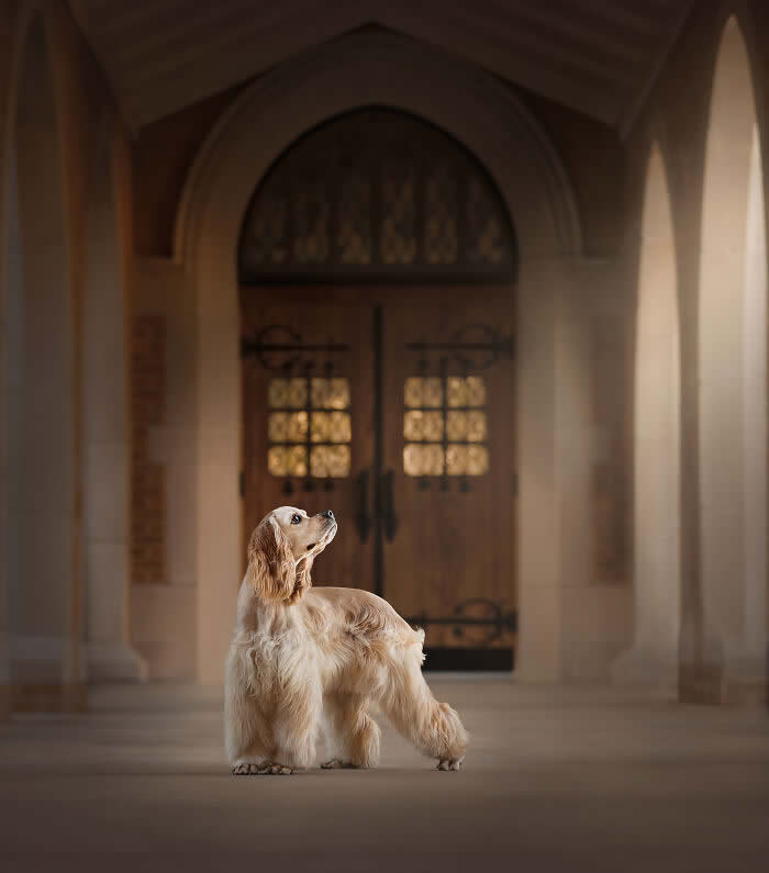 International Pet Photographer of the Year Awards 2024 Winners