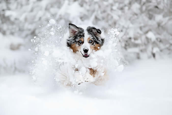 International Pet Photographer of the Year Awards 2024 Winners