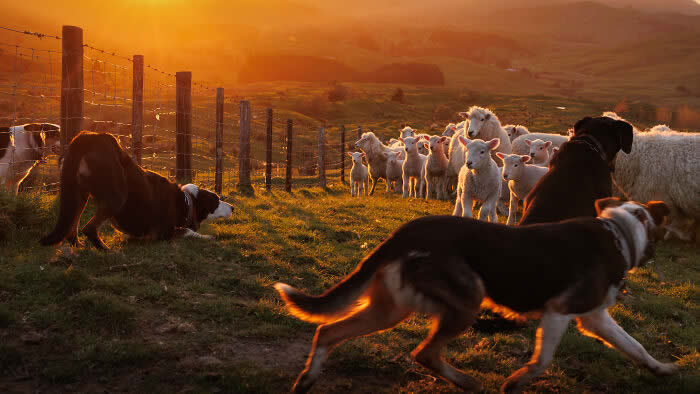 International Pet Photographer of the Year Awards 2024 Winners