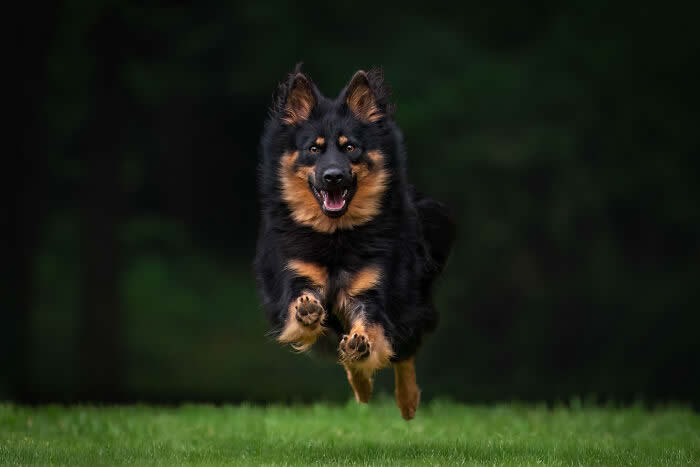 International Pet Photographer of the Year Awards 2024 Winners