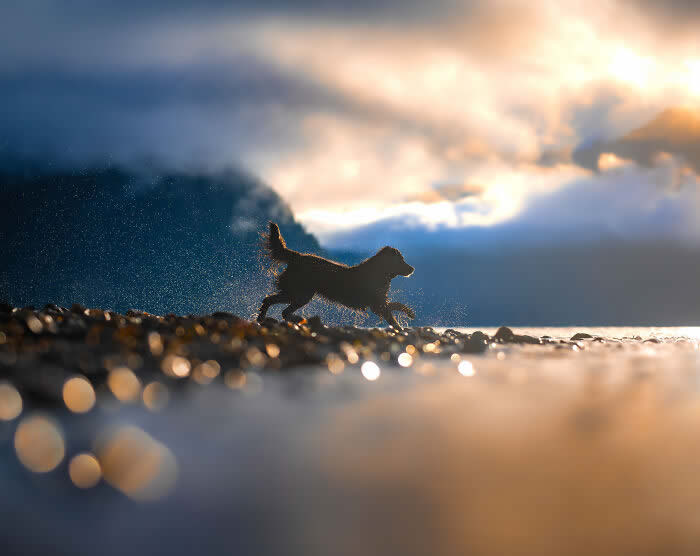 International Pet Photographer of the Year Awards 2024 Winners