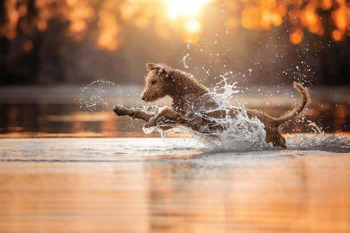 International Pet Photographer of the Year Awards 2024 Winners