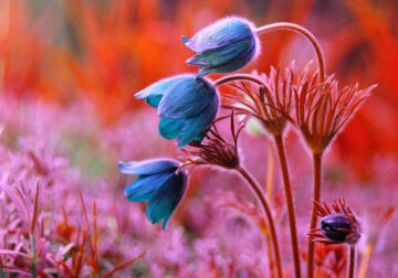 Beautiful Macro Photos Of Flowers and Insects