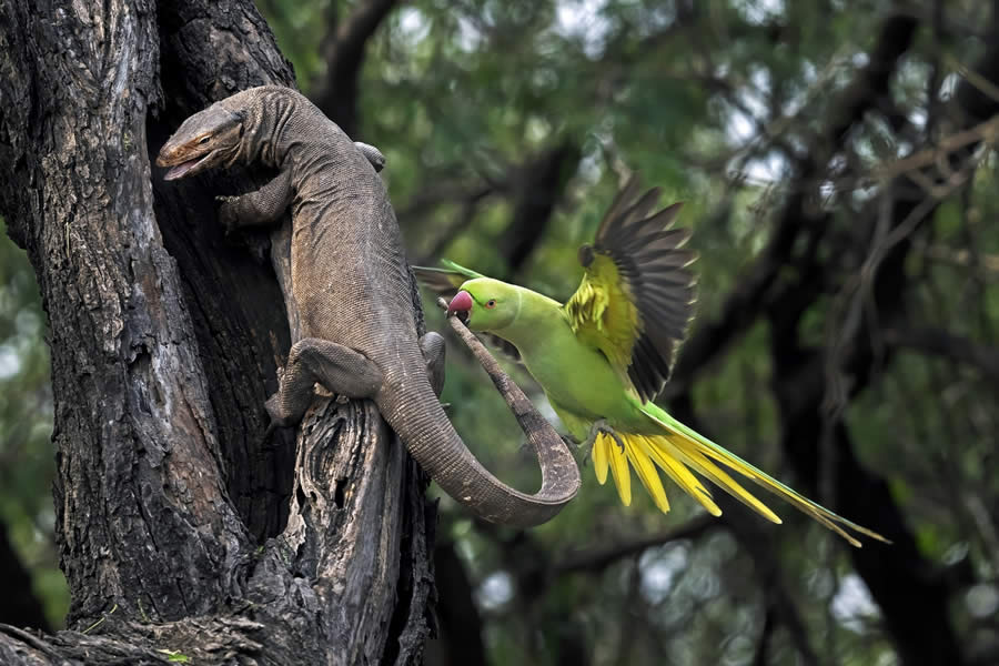 SINWP Bird Photographer of the Year 2024 Winners