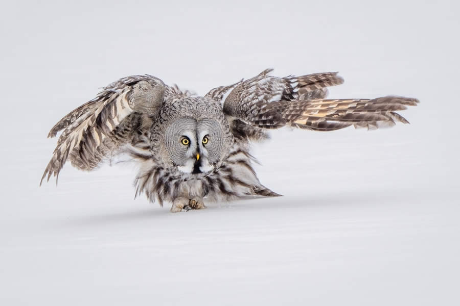 SINWP Bird Photographer of the Year 2024 Winners