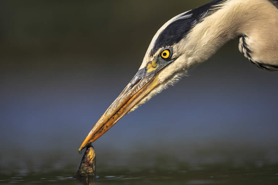 SINWP Bird Photographer of the Year 2024 Winners