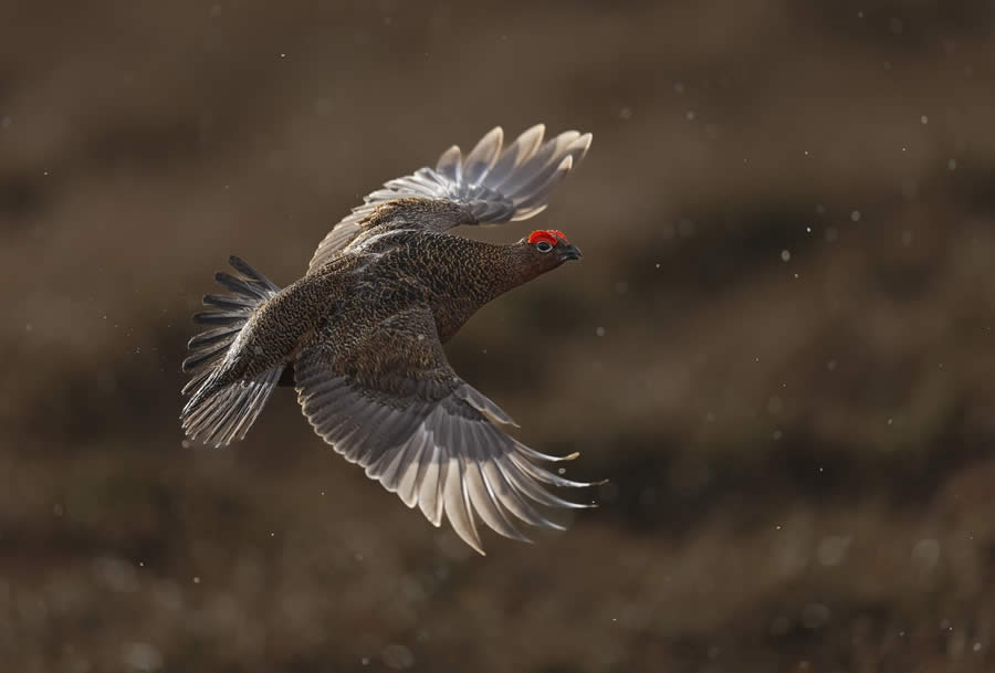 SINWP Bird Photographer of the Year 2024 Winners